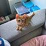 adult, animal, architecture, building, cat, computerhardware, couch, cushion, electronics, furniture, hardware, homedecor, indoors, kitten, livingroom, male, man, person, pet, room