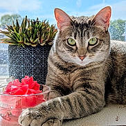 Chloe joined the competition — help win amazing prizes! cat, close_up, daylight, decor, feline, flower, glass_bowl, green_eyes, home, indoor, nature, pet, pink_flower, plant, relaxed, succulent, sunlight, tabby, window, windowsill