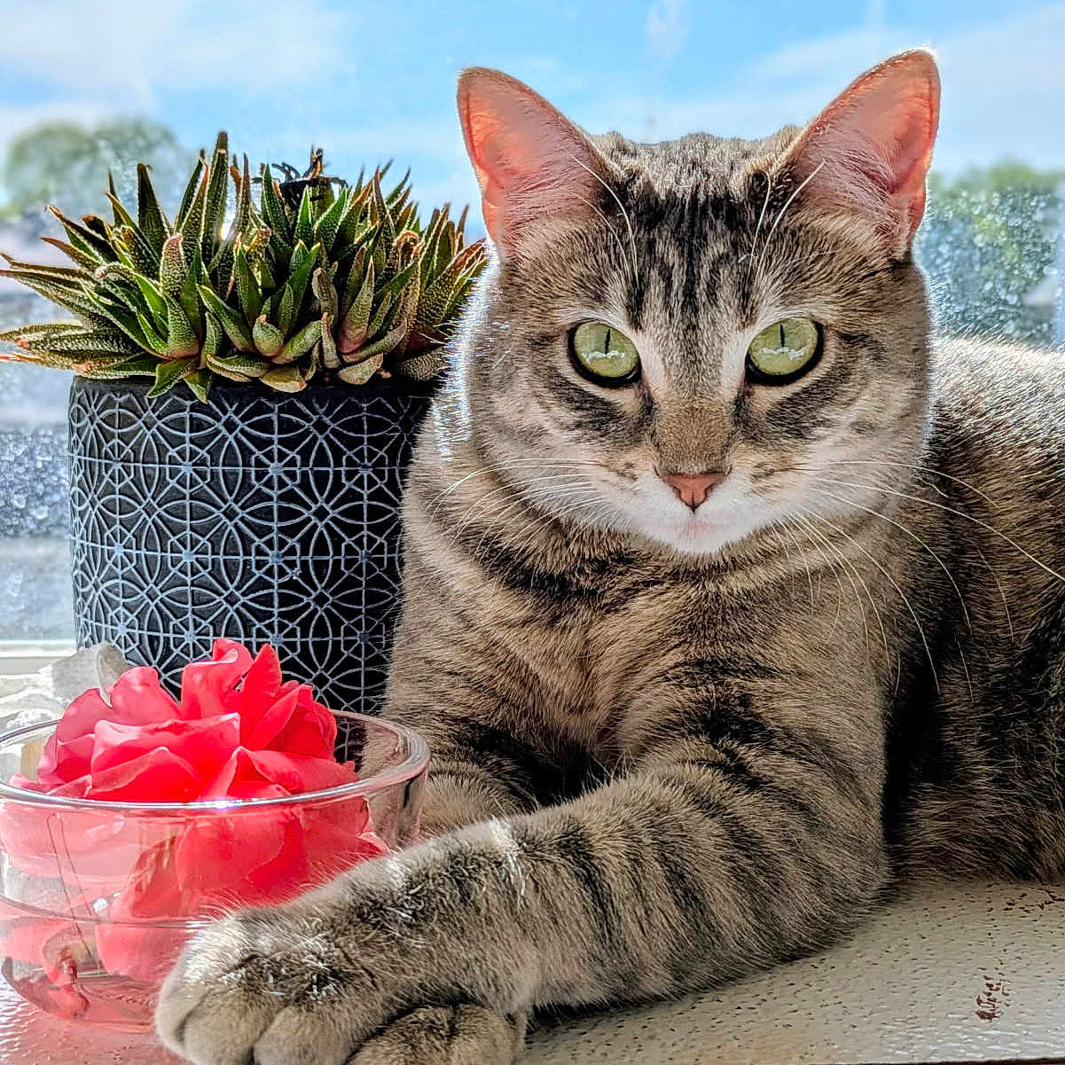 Chloe joined the competition — help win amazing prizes! cat, close_up, daylight, decor, feline, flower, glass_bowl, green_eyes, home, indoor, nature, pet, pink_flower, plant, relaxed, succulent, sunlight, tabby, window, windowsill