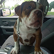 Tank joined the competition — help win amazing prizes! puppy, dog, car_interior, leash, seat, window, greenery, center_console, paw, pet, vehicle, chain, road_trip, parked_car, dashboard, curious, brown_and_white, indoor, cute, companion