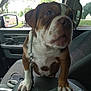 puppy, dog, car_interior, leash, seat, window, greenery, center_console, paw, pet, vehicle, chain, road_trip, parked_car, dashboard, curious, brown_and_white, indoor, cute, companion