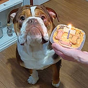 Tank joined the competition — help win amazing prizes! bulldog, dog, pet, birthday, candle, dog_biscuits, peanut_butter, hand, floor, celebration, indoor, wood_floor, looking_up, container, animal, mammal, brown, white, short_hair, ears