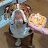 bulldog, dog, pet, birthday, candle, dog_biscuits, peanut_butter, hand, floor, celebration, indoor, wood_floor, looking_up, container, animal, mammal, brown, white, short_hair, ears
