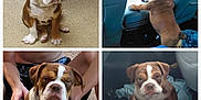 Tank is registered to the contest to win money with this photo: bulldog, puppy, dog, brown, white, car, carpet, floor, person, chain_collar, indoor, sitting, standing, cute, pet, animal, portrait, furniture, hand, collar