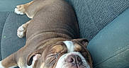 Tank is registered to the contest to win money with this photo: animal, brown, bulldog, canine, car_seat, closeup, collar, comfortable, dog, fur, head, indoor, nose, paw, pet, relaxed, resting, seat, sleeping, white