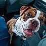 Tank joined the competition — help win amazing prizes! dog, brown_and_white, puppy, car_interior, seat, chain_collar, phone, happy, smiling, close_up, pet, animal, transport, window, seatbelt, leather_seat, vehicle, companion, looking_up, indoors