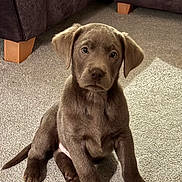 Otto joined the competition — help win amazing prizes! puppy, dog, brown_fur, carpet, indoor, pet, cute, sitting, young_dog, canine, fur, domestic_animal, animal, looking, ears, floor, legs, furniture, home, adorable