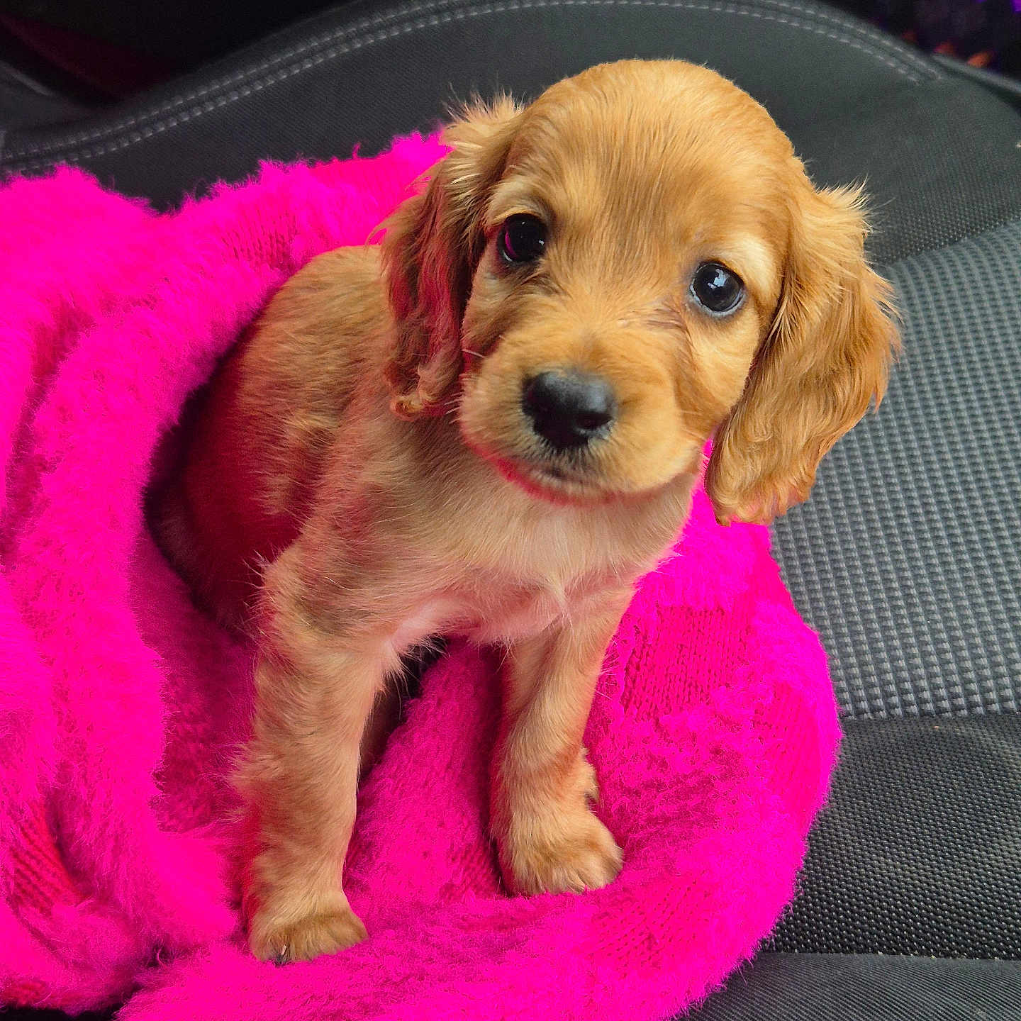 Bella joined the competition — help win amazing prizes! adorable, animal, car_seat, companion, cozy, cute, dog, fluffy, fur, golden_brown, indoors, looking_up, pet, pink_blanket, portrait, puppy, sitting, small_dog, soft_texture, young