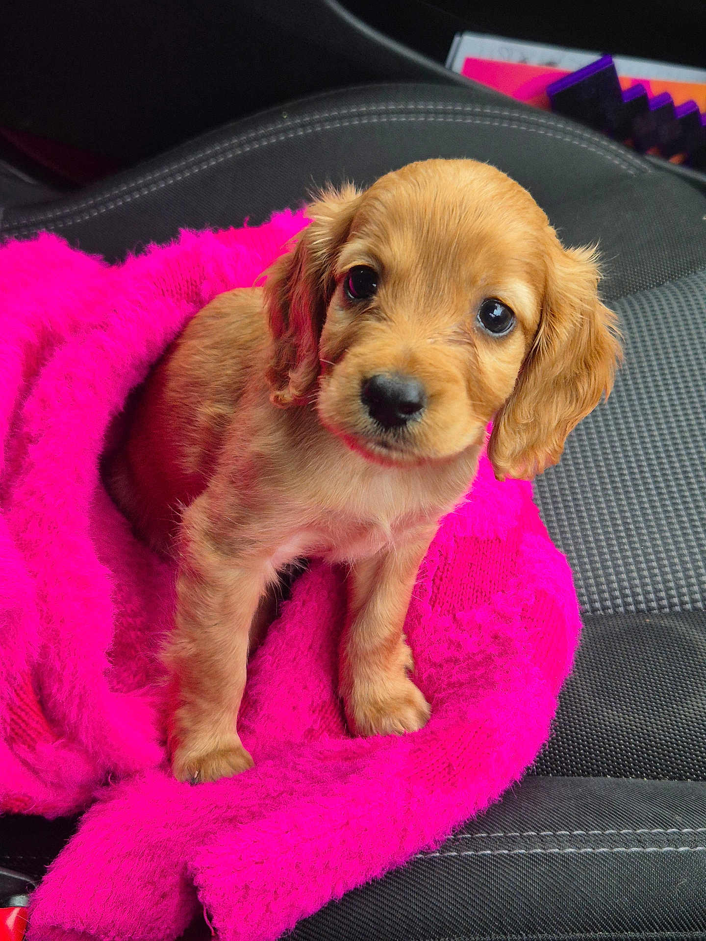 Bella joined the competition — help win amazing prizes! puppy, dog, pet, cute, fluffy, pink_blanket, car_seat, small_dog, golden_brown, fur, indoors, portrait, animal, young, companion, adorable, looking_up, sitting, cozy, soft_texture