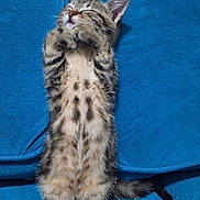 Maya participe au concours pour gagner de l'argent avec cette photo : kitten, cat, feline, sleeping, cute, fluffy, tabby, spotted_belly, paws, ears, whiskers, blue_background, relaxing, pet, animal, domestic_animal, lying_down, soft_texture, cozy, adorable