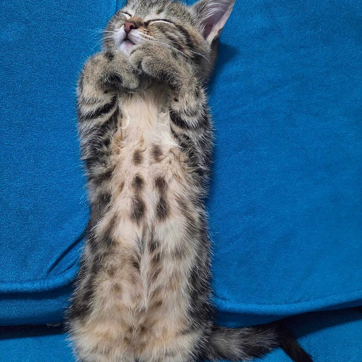 Maya participe au concours pour gagner de l'argent avec cette photo : adorable, animal, blue_background, cat, cozy, cute, domestic_animal, ears, feline, fluffy, kitten, lying_down, paws, pet, relaxing, sleeping, soft_texture, spotted_belly, tabby, whiskers