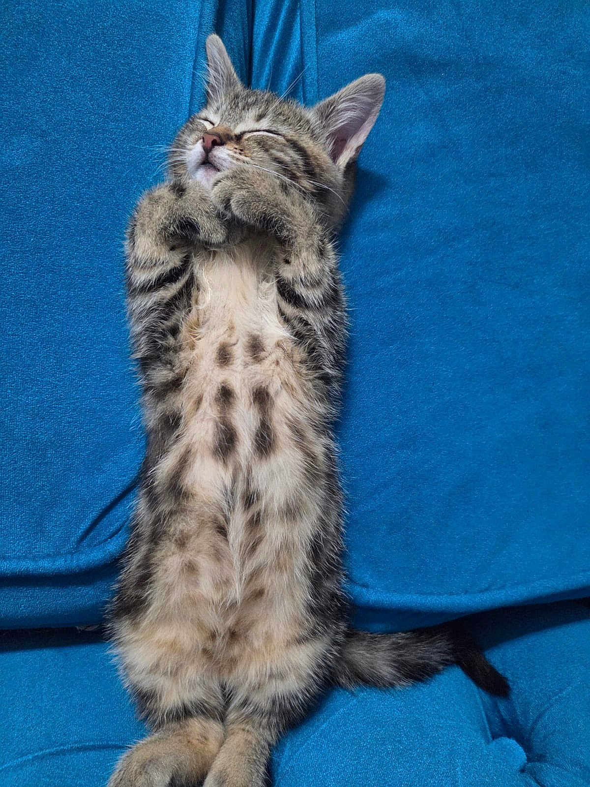 Maya