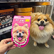Chuchi is registered to the contest to win money with this photo: accessory, animal, cute, dog, floor, fluffy, friendly, hand, happy, indoor, package, pet_jewelry, pet_store, price_tag, product, retail, shelf, smiling, tongue_out, toy