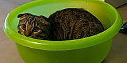 Pépé a rejoint le concours — aidez-le/la à gagner de superbes lots ! animal, cat, close_up, container, curious, curled_up, cute, domestic_cat, ears, feline, floor, green_basin, indoor, pet, plastic, resting, snug, tabby, whiskers, wide_eyes