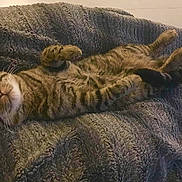 Pépé a rejoint le concours — aidez-le/la à gagner de superbes lots ! cat, tabby, pet, animal, feline, relaxed, sleeping, cozy, blanket, fur, whiskers, paw, indoor, cute, resting, comfort, domestic, striped, soft, nap