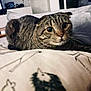 cat, scottish_fold, wide_eyes, bed, pillow, hedgehog_pattern, indoor, pet, fur, whiskers, curious, cozy, domestic, animal, closeup, feline, striped, resting, cute, soft_lighting
