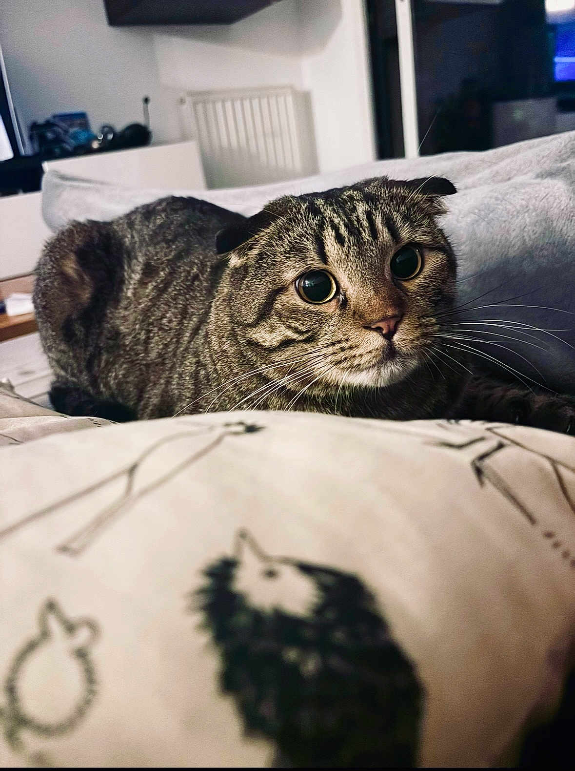 Pépé a rejoint le concours — aidez-le/la à gagner de superbes lots ! cat, scottish_fold, wide_eyes, bed, pillow, hedgehog_pattern, indoor, pet, fur, whiskers, curious, cozy, domestic, animal, closeup, feline, striped, resting, cute, soft_lighting