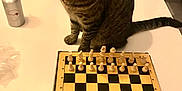 Pépé a rejoint le concours — aidez-le/la à gagner de superbes lots ! cat, tabby_cat, chessboard, chess_pieces, table, indoor, pet, curious, folded_ears, board_game, water_bottle, brown, white, striped, sitting, furniture, game, animal, domestic_animal, closeup