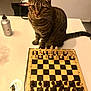 cat, tabby_cat, chessboard, chess_pieces, table, indoor, pet, curious, folded_ears, board_game, water_bottle, brown, white, striped, sitting, furniture, game, animal, domestic_animal, closeup
