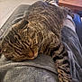 Pépé participe au concours pour gagner de l'argent avec cette photo : animal, blanket, cat, clothing, comfort, cozy, feline, fur, home, indoor, lap, person, pet, relaxation, resting, sleeping, soft_texture, striped, tabby_cat, whiskers