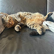 Pépé a rejoint le concours — aidez-le/la à gagner de superbes lots ! animal, blanket, cat, couch, cozy, cute, domestic, feline, fur, home, indoor, leather, paws, pet, relaxed, resting, sleepy, tabby, tabby_cat, whiskers
