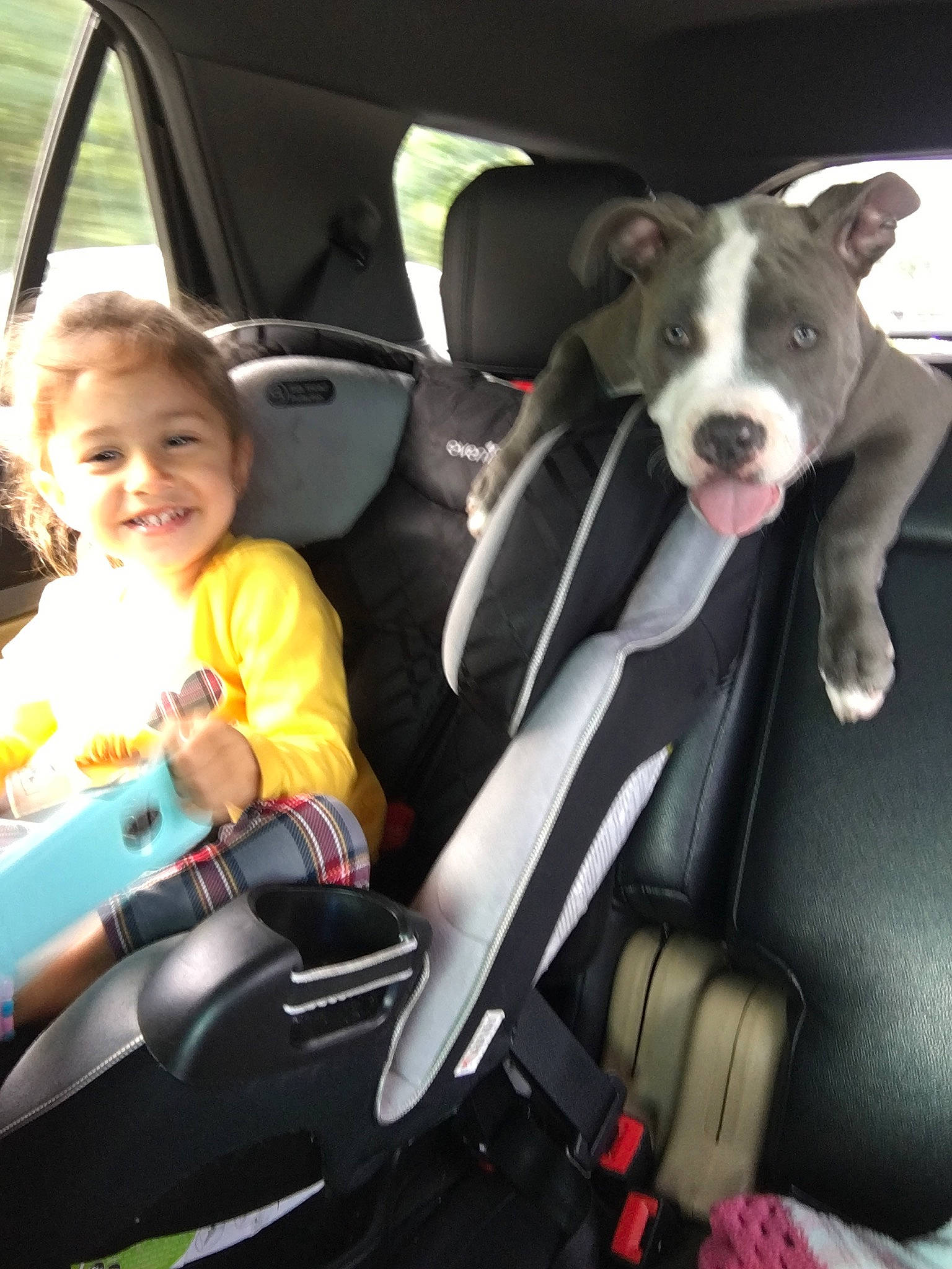 Abigail joined the competition — help win amazing prizes! american_pit_bull_terrier, american_staffordshire_terrier, canidae, car, car_seat, carnivore, companion_dog, dog, dog_breed, driving, fun, joy, non_sporting_group, person, pit_bull, product, seat_belt, vehicle