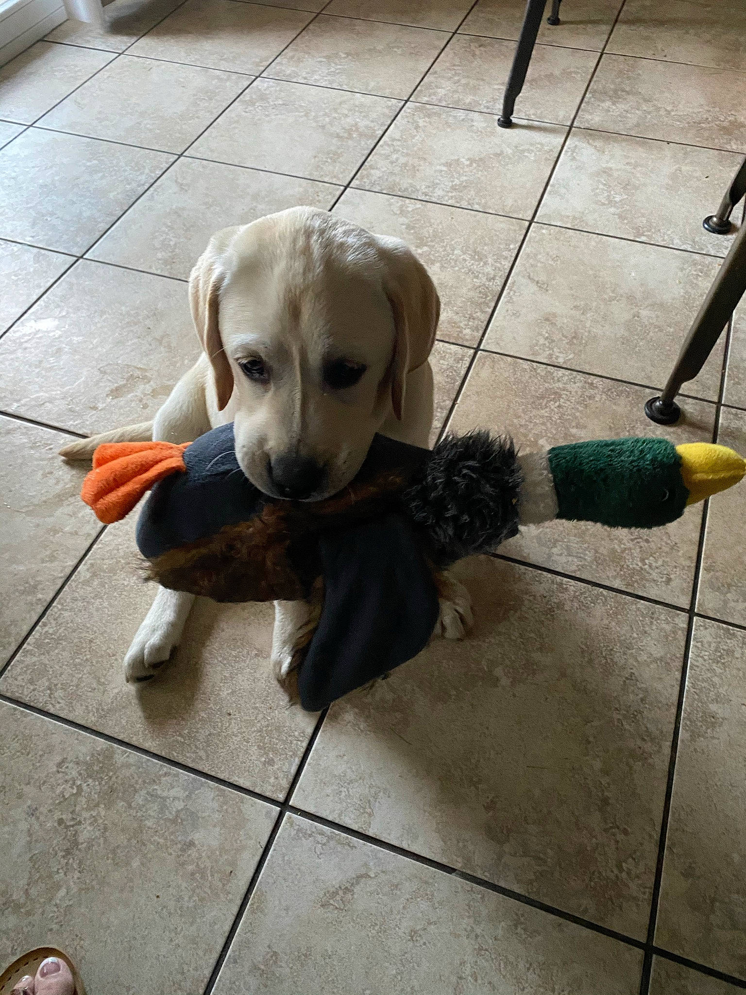 Brooke is registered to the contest to win money with this photo: carnivore, collar, companion_dog, dog, dog_breed, dog_clothes, dog_collar, dog_supply, fashion_accessory, fawn, floor, flooring, leash, pet_supply, road_surface, sidewalk, snout, sporting_group, tail, working_animal