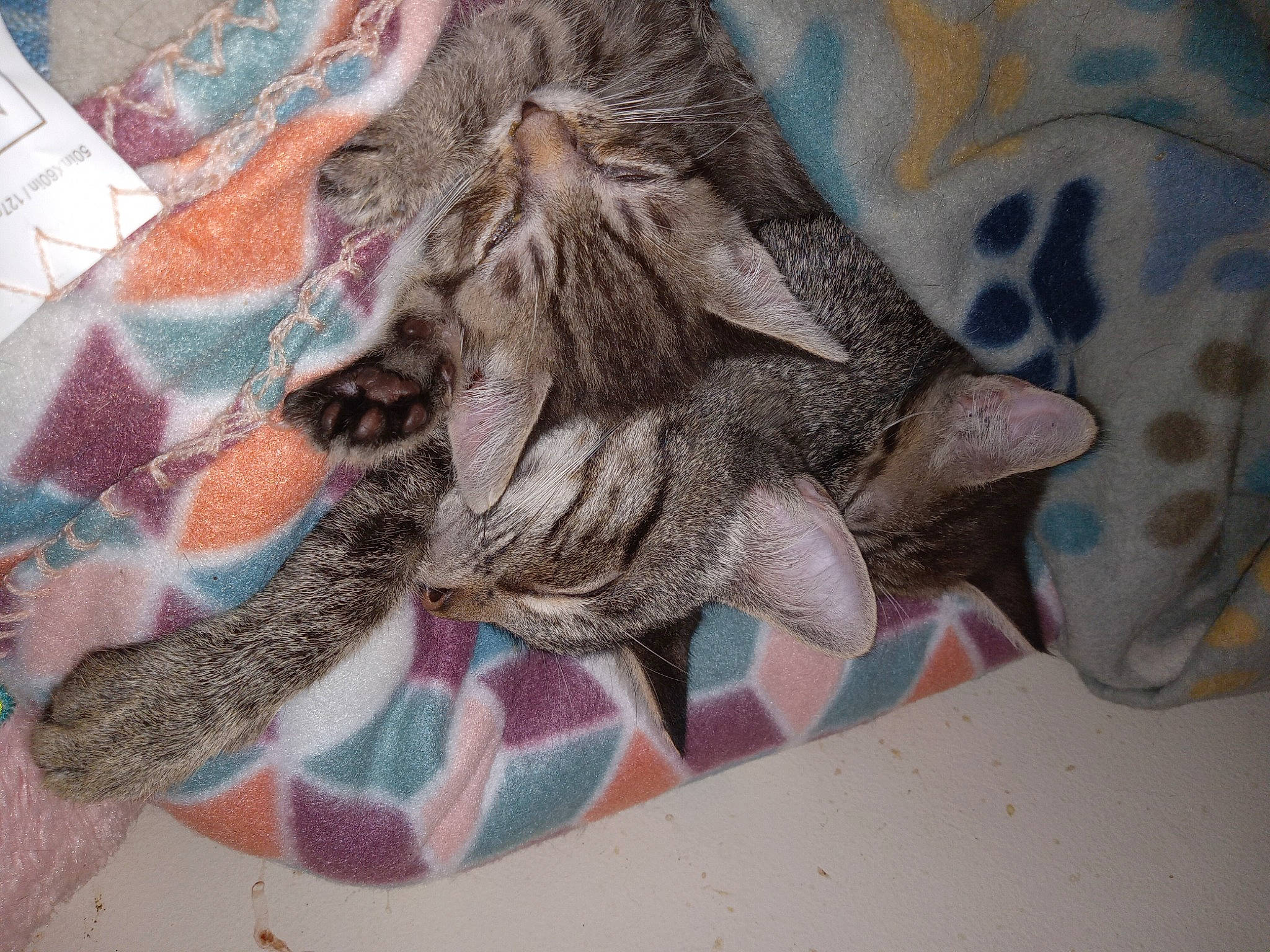 Loki joined the competition — help win amazing prizes! camouflage, carmine, cat, domestic_short_haired_cat, fashion_accessory, fawn, felidae, fur, grey, gunny_sack, human_leg, linens, magenta, military_camouflage, pattern, sleeve, small_to_medium_sized_cats, visual_arts, whiskers, woven_fabric