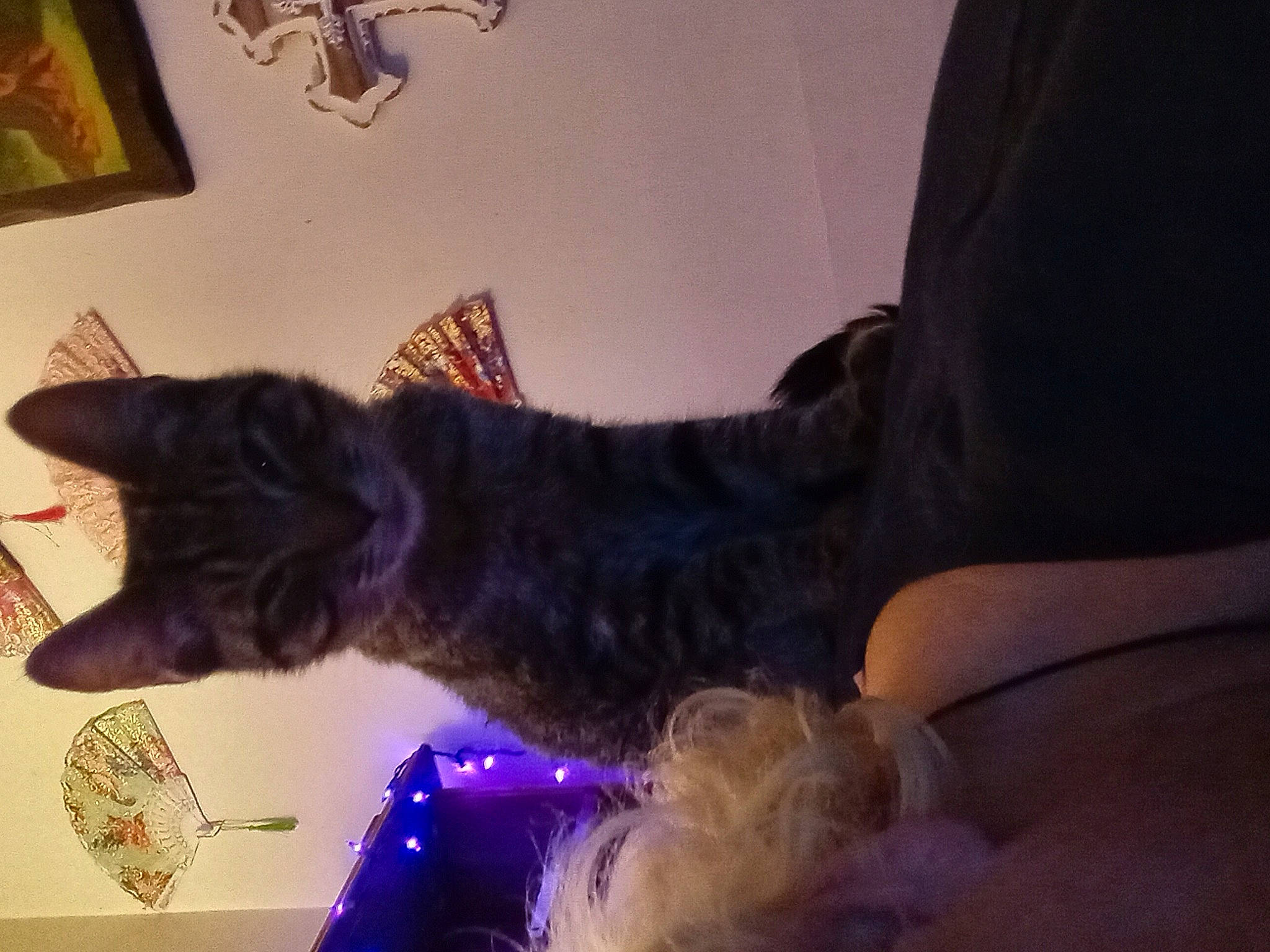 Loki is registered to the contest to win money with this photo: black_cat, carnivore, cat, comfort, domestic_short_haired_cat, felidae, fur, human_leg, lap, paw, picture_frame, room, small_to_medium_sized_cats, square, tail, tree, vertebrate, visual_arts, whiskers, wood