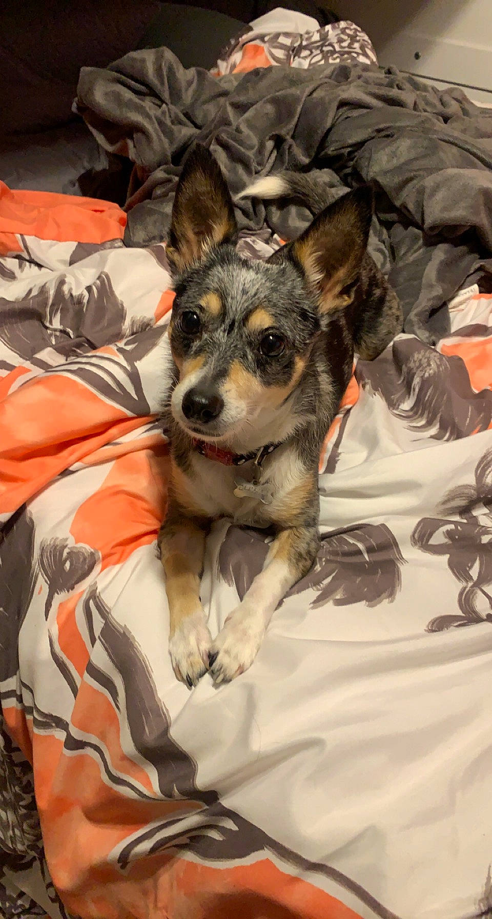 Baylie joined the competition — help win amazing prizes! canidae, carnivore, comfort, companion_dog, couch, dog, dog_breed, dog_supply, fawn, fur, linens, paw, puppy, sitting, sporting_group, toy_dog, whiskers, working_animal, working_dog