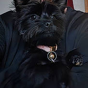 Pippa a rejoint le concours — aidez-le/la à gagner de superbes lots ! animal, bell, black_dog, closeup, collar, companion, cuddle, cute, dog, face, friendly, furry, holding, human, indoor, person, pet, portrait, smiling, soft_lighting