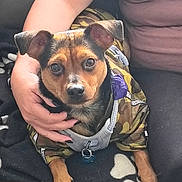 Churro is registered to the contest to win money with this photo: dog, pet, camo_jacket, person, hand, lap, black_blanket, indoor, seated, animal, cute, fur, ears, eyes, nose, paws, comfort, affection, close_up, companion