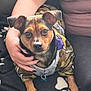 dog, pet, camo_jacket, person, hand, lap, black_blanket, indoor, seated, animal, cute, fur, ears, eyes, nose, paws, comfort, affection, close_up, companion