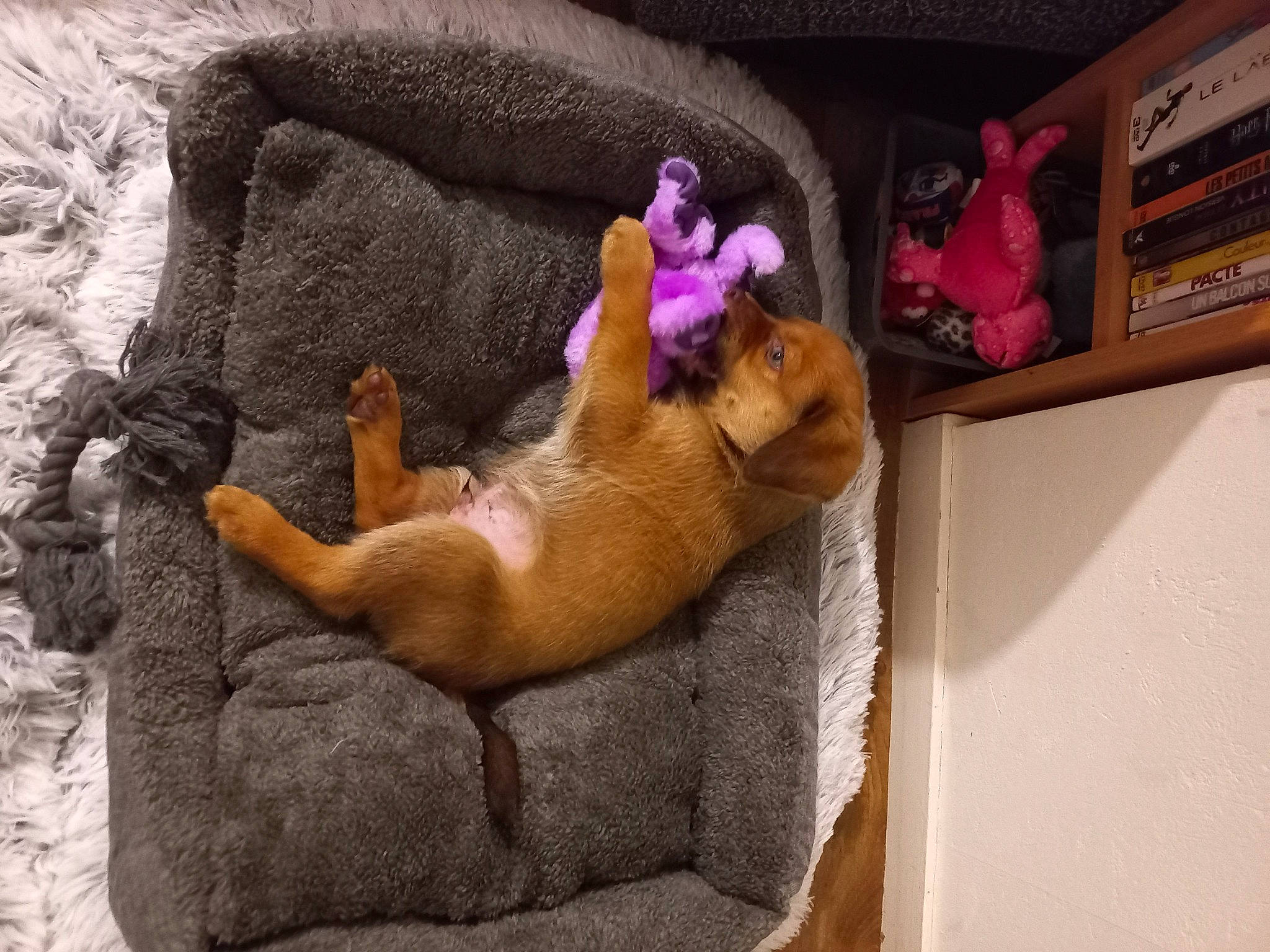 Roy a rejoint le concours — aidez-le/la à gagner de superbes lots ! canidae, carnivore, comfort, companion_dog, dog, dog_breed, fawn, felidae, fur, nap, paw, room, small_to_medium_sized_cats, snout, spitz, sporting_group, tail, toy, whiskers, window