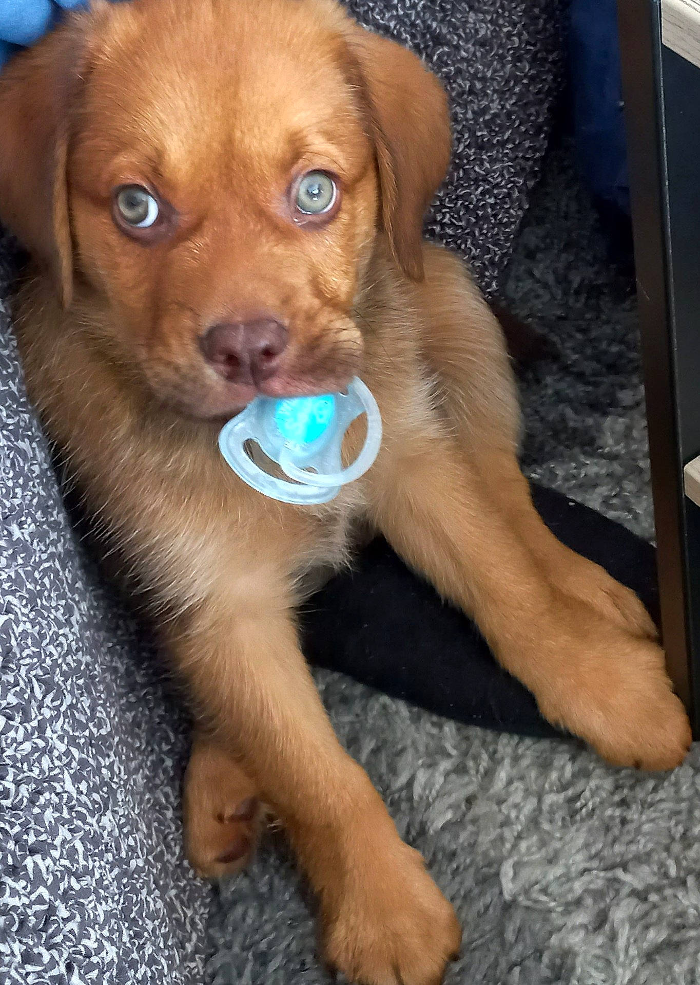 Roy a rejoint le concours — aidez-le/la à gagner de superbes lots ! box, canidae, carnivore, companion_dog, dog, dog_breed, fawn, fur, hunting_dog, liver, pet_supply, shipping_box, snout, sporting_group, terrestrial_animal, whiskers, wood, working_animal