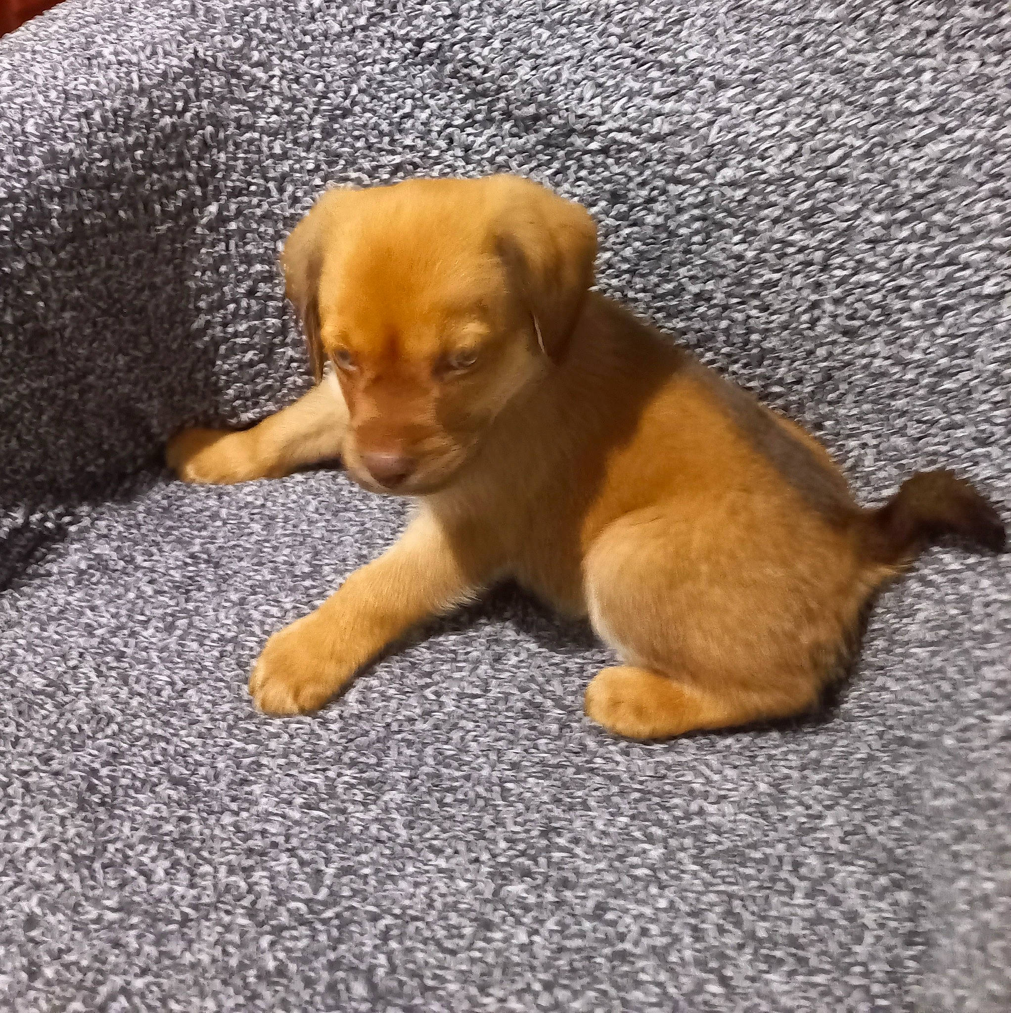 Roy a rejoint le concours — aidez-le/la à gagner de superbes lots ! canidae, carnivore, comfort, companion_dog, dog, dog_breed, fawn, flooring, fur, liver, paw, snout, sporting_group, tail, terrestrial_animal, toy, toy_dog, whiskers, wood, working_animal