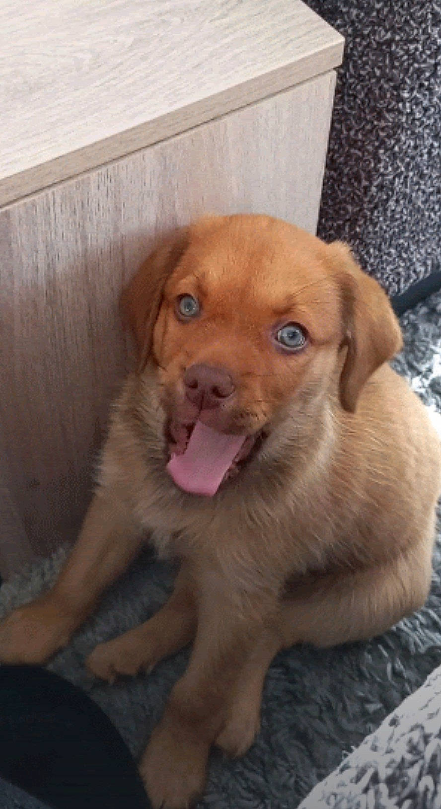 Roy a rejoint le concours — aidez-le/la à gagner de superbes lots ! canidae, carnivore, companion_dog, dog, dog_breed, eye, fawn, flooring, fur, gun_dog, hardwood, liver, puppy, retriever, snout, sporting_group, terrestrial_animal, whiskers, wood, working_animal