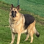 Heinrich is registered to the contest to win money with this photo: dog, german_shepherd, grass, outdoor, pet, animal, fence, canine, standing, alert, nature, fur, ears, tail, portrait, domestic_animal, mammal, watchful, companion, friendly