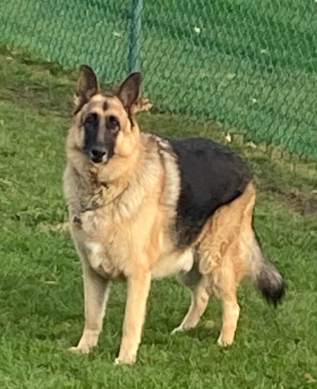 Heinrich is registered to the contest to win money with this photo: dog, german_shepherd, grass, outdoor, pet, animal, fence, canine, standing, alert, nature, fur, ears, tail, portrait, domestic_animal, mammal, watchful, companion, friendly