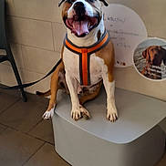 Bobby participe au concours pour gagner de l'argent avec cette photo : animal, bench, brown_and_white, canine, car, chair, dog, domestic_animal, greenery, happy, indoor, leash, orange_harness, pet, resting, seated, smiling, tile_floor, tongue_out, window