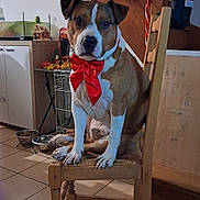 Bobby participe au concours pour gagner de l'argent avec cette photo : brown_white_coat, christmas_decorations, curious_expression, dog, dog_bowl, domestic_pet, furniture, holiday_ribbon, home_interior, indoor, paws, pet_crate, portrait, red_bow, sitting_on_chair, staircase, tiled_floor, water_bowl, wooden_chair, wreath