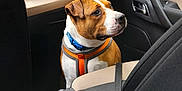 Bobby a rejoint le concours — aidez-le/la à gagner de superbes lots ! animal, beige_dashboard, black_seat, brown_and_white_dog, car_door, car_floor, car_interior, curious_dog, dashboard, dog, dog_collar, dog_harness, dog_sitting, looking_out_window, passenger_seat, pet, seat, seatbelt, vehicle, window