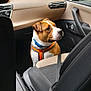 animal, beige_dashboard, black_seat, brown_and_white_dog, car_door, car_floor, car_interior, curious_dog, dashboard, dog, dog_collar, dog_harness, dog_sitting, looking_out_window, passenger_seat, pet, seat, seatbelt, vehicle, window