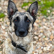 Nala participe au concours pour gagner de l'argent avec cette photo : dog, german_shepherd, pet, animal, portrait, close_up, ears, brown_eyes, collar, outdoor, nature, blurred_background, fur, canine, looking_at_camera, alert, muzzle, head, sitting, watchful