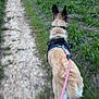 dog, leash, walk, outdoor, path, grass, field, nature, canine, harness, trail, evening, pet, animal, back_view, dirt_path, greenery, walking, rural, scenery