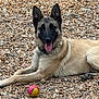 dog, german_shepherd, animal, pet, outdoor, rocks, ball, playful, tongue_out, lying_down, fur, collar, happy, canine, nature, brown, black, tan, closeup, portrait