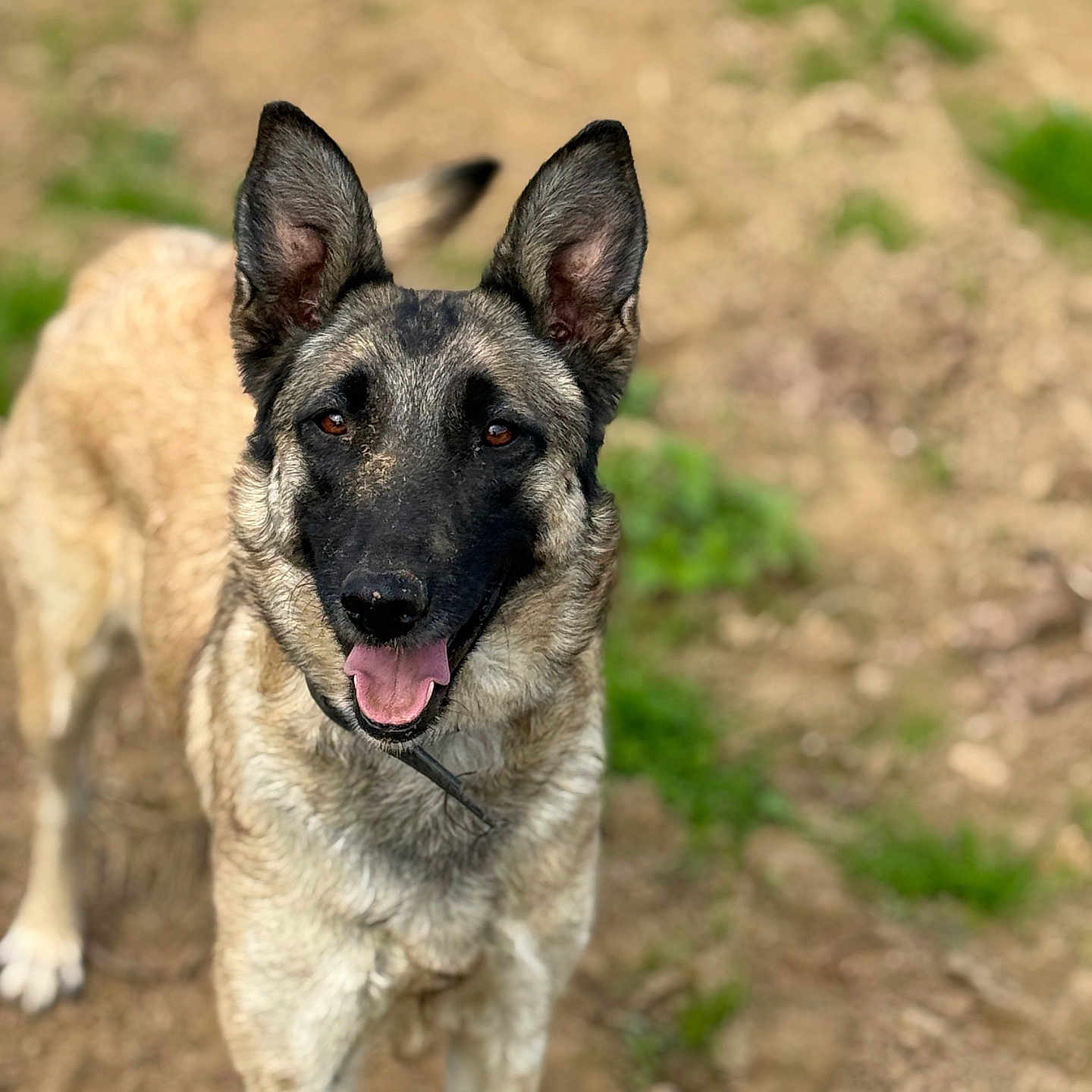 Nala participe au concours pour gagner de l'argent avec cette photo : alert, animal, canine, closeup, daylight, dirt, dog, ears, friendly, fur, german_shepherd, grass, happy, muzzle, nature, outdoor, pet, portrait, standing, tongue