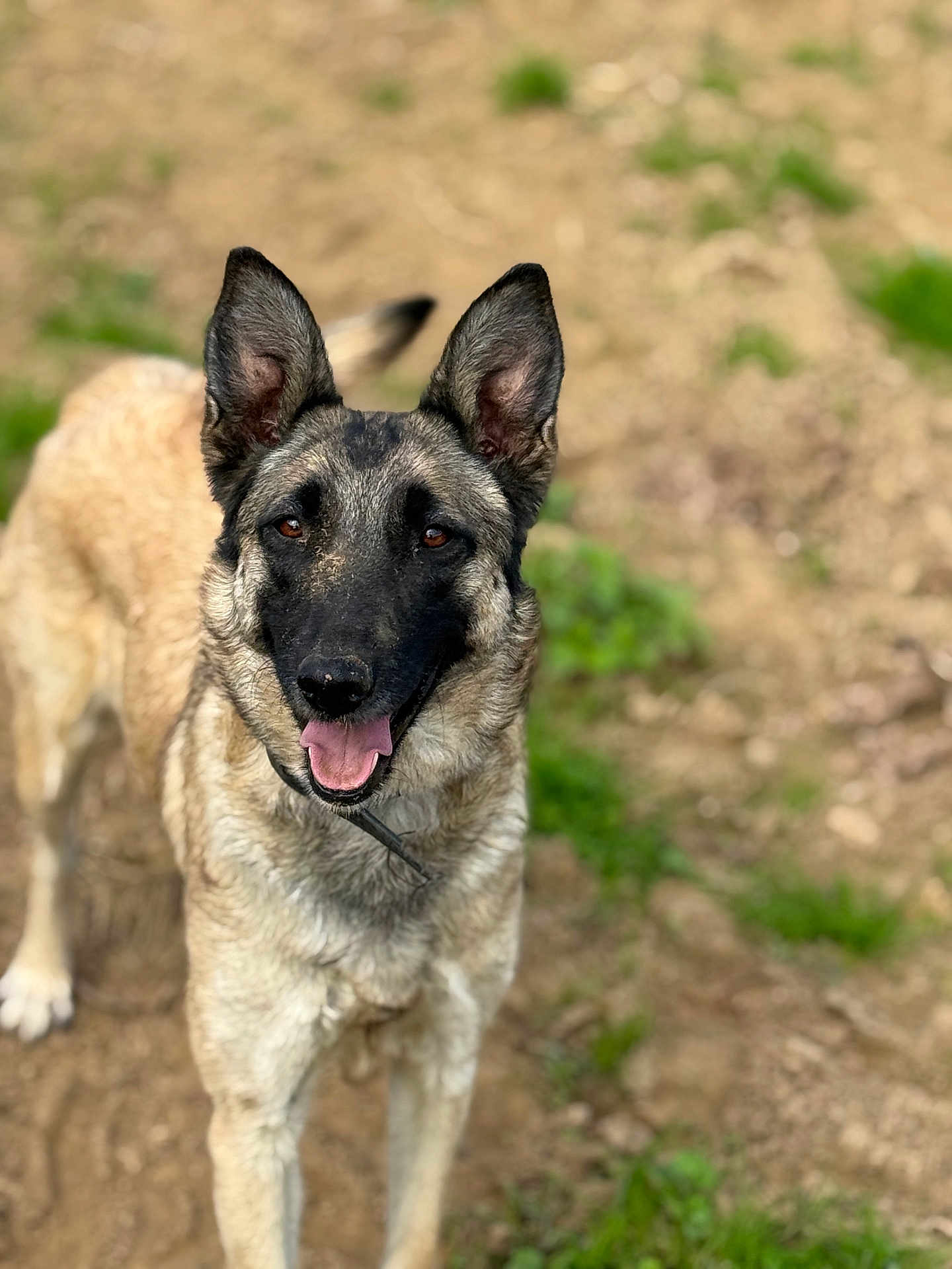 Nala
