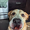 animal, appliance, brown_fur, cabinet, canine, close_up, collar, dog, ears, eyes, face, happy, indoors, kitchen, nose, pet, portrait, short_hair, sitting, tongue