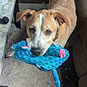 brown_dog, canine, carpet, chewed_toy, collar, cute, dog, ears, floor, furniture, home, indoor, living_room, looking_up, pet, pet_toy, playful, plush_toy, tail, toy